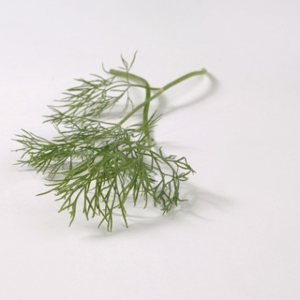 Dill