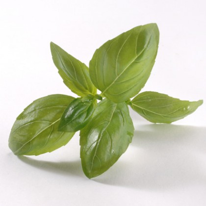 Basil