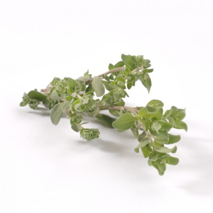 Marjoram