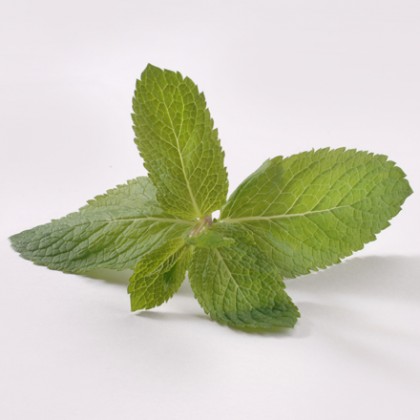 Mint