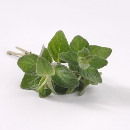 Oregano