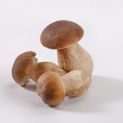 Funghi porcini naturale