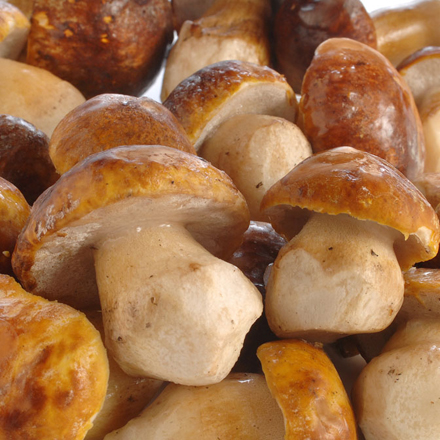 Whole porcini mushrooms, deep frozen