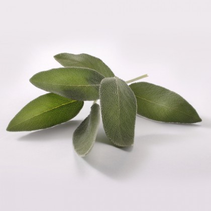 Sage